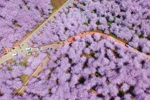 春天，从赏花开始，让我们去贵州邂逅中国最美的春天！