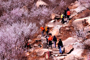 以花之名，问道贤二