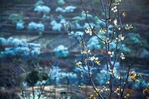 【4.23】大王叫我来巡山——穿越龙骨之径，探梨花之源