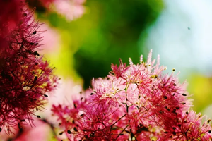 【5.14】以爱之名——黄栌花开，相遇粉红初夏