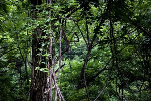每周一山  8.7| 九梨密林环穿盛夏避暑新路线，密林深处的回音，山岭密林，水潭与洞穴等你来探索！