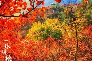 一抹娇秋醉人间