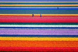 阳光正好，微风不燥，花都开好了，你什么时候来？