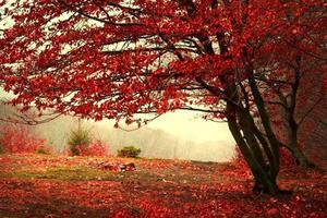 【10.31】红叶寄情，揽秋入怀，走进自然，感受深秋的惬意吧！