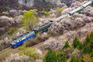 4.1/4.5（周六/清明假期）【居庸关长城】| （休闲徒步）花期已至，登居庸关长城，看开往花海的列车踏青