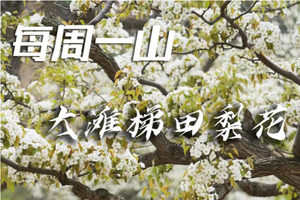 4.15/4.16【大滩梯田梨花】 | 四月春日最美梨花梯田，8公里休闲赏花徒步