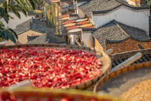 11.2-10 皖南赏秋 | 篁岭晒秋，新安江山水画廊，驾游徽州醉美天路，这里最美秋色已上线！