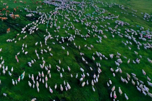 6.13-6.17 | 走进内蒙古，深度穿越阿旗自然保护区，与牧民同行，感受原生态游牧大迁徙！