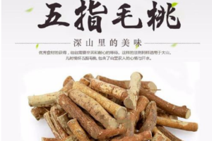 野生五指毛桃 | 开启食补新篇章