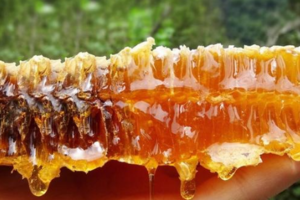 河源保护区土蜂蜜