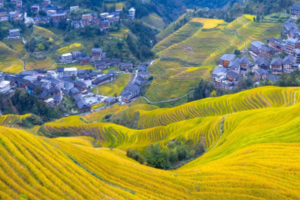 【金秋龙脊2天2夜，高铁出行】周五晚出发，2天2夜行摄穿越龙脊梯田