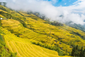 【龙脊黄姚2天，广州出发】每周五晚出发，广西龙脊梯田最美秋色，千年古镇诗意黄姚!-