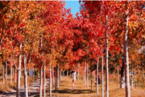 【荞见枫叶1天，广州出发】赏八万棵红枫，漫步岭南红叶世界！霍比特人小屋、高山茶园、天空之境、天梯！相遇百亩浪漫荞麦花