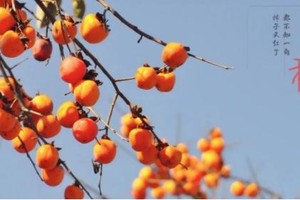 【“柿”外桃源1天，佛山出发】邂逅从化千亩“柿”外桃源，红红火火满枝头，罗洞工匠小镇+艾米千亩稻田，美味农家菜~