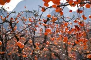 特价298【恭城月柿，广佛出发】柿子红了，一起行摄恭城红岩村、黄姚古镇，感受广西的秋色！