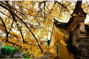 【漠川古韵，高铁出发】漠川银杏美如画，寻找秋天的童话~