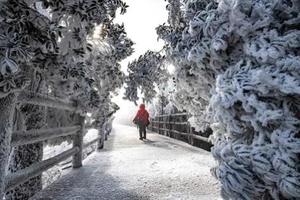 【云冰山+莽山2天，广佛出发】元旦/周六出发，一次打卡两大冰雪圣地，岭南雪乡赏雾淞、观冰挂、云海秘境！