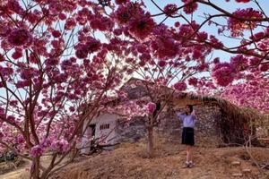 特价79元【紫花风铃1天，广佛出发】每周六/日，江门千亩紫花风铃盛开+千亩葵树林+落羽杉金黄+网红彩虹村+彩虹桥全景