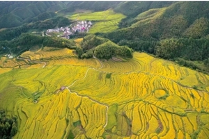 【醉美梯田+银杏1天，广州出发】欧家梯田赏千亩金色稻浪，品农家菜！国家石漠公园赏千亩银杏，神奇瑶岭，万座石山