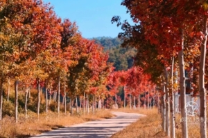 【红枫柿海1天，广州出发】行摄从化百亩柿海，漫步“广东小香格里拉”、赏岭南醉美红枫、打卡咩咩谷、霍比特小屋、天空之境