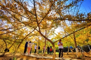 【多彩韶关2天，广州出发】秋摄南雄“银杏之乡”帽子峰银杏！遇见湖心坝“粤北客家第一村”，打卡东华禅寺！赏南岭红沙漠日落