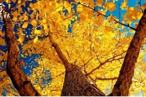  特价299【南雄银杏2天，广佛出发】赏广东醉美银杏-帽子峰，攀龙南南武当山，采摘赣南脐橙