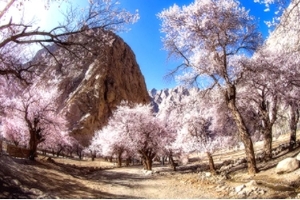 【新疆-花开木吉8日】小车游-帕米尔杏花+木吉乡