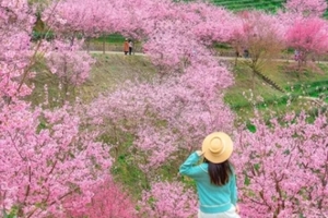 春节假期！【潮汕古城&阴那山樱花2天，广佛出发】逛潮州古城赏非遗英歌舞、赏广东樱花天花板阴那山千亩樱花