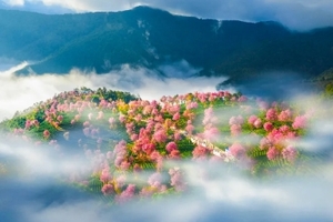 【金秋花事7日】无量山樱花谷-腾冲银杏村-瑞丽-芒市金银塔-热带雨林-奇幻热海-和顺古镇-柏联温泉-诺邓古村-巍山古城