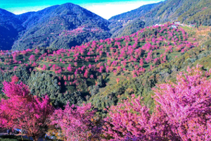 【春华秋实 7日】腾冲银杏村-无量山冬樱花-哀牢山-瑞丽-芒市-和顺古镇-诺邓-巍山古城