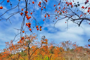 【谷柿丰收1天，广州出发】桂峰村百亩柿子熟挂枝头，红红火火！“小龙脊”百亩梯田，稻浪涛涛！“小泸沽湖”碧波荡漾，悠然享受