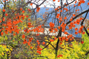 【从化“柿”外桃源1天，广州出发】邂逅从化千亩“柿”外桃源，红红火火满枝头，罗洞工匠小镇+艾米千亩稻田，美味农家菜~