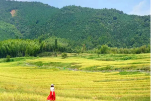 特价299【醉美赏秋2天，广州出发】一次出行，尽享秋摄盛宴！赏金秋欧家梯田+千亩银杏+粉黛花海三大秋色！