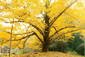 【恭城+海洋乡2天，广佛出发】大小桐木湾赏银杏，红岩村探秘万亩柿林，行摄黄姚古镇，2天2夜