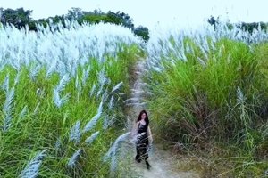 特价98元【芦苇花海1天，广佛出发】每周三/四/六/日，广东版的绝美“蓝眼泪”+北江千亩芦苇花盛开+石角小新疆+美味农家