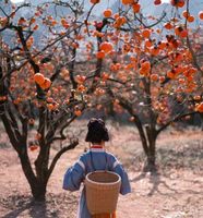 【恭城柳州2天，广州出发】每周五出发，赏恭城月柿，柳州citywalk，窑埠古镇，大龙潭公园，黄姚古镇，百里柳江夜景美食