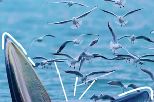 【博物志·北海6日】这个寒假，带上孩子一起去观鲸，开启一场博物之旅！