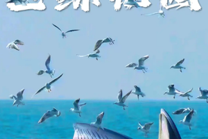 【巨鲸花园4日】别让期待落空！赶紧预约专属北海涠洲岛观鲸，赴一场心灵之约！