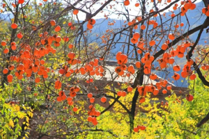 特价88元【“柿”外桃源，广州出发】每周六/日，邂逅从化千亩“柿”外桃源，红红火火满枝头，米埗小镇稻田+网红小火车，美味