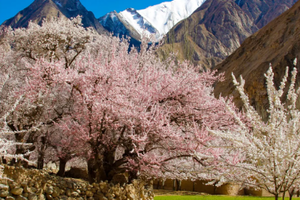 【新疆-杏运塔莎8日】小车游-帕米尔杏花+塔莎古道