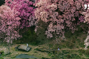 【寻春纪·辛夷九寨5天】踏春访辛夷・寻幽入九寨