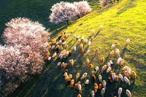 【新疆·天山之春8日】精品游-伊犁河谷杏花