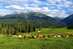 【春季伊犁游 7日】那拉提草原+S101国防公里+赛里木湖+恰西+琼库什台全景,2-6人精品小团