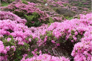 【阳明山杜鹃花3天，广佛出发】杜鹃花开，月岩、上甘棠、黄姚古镇、零陵古城