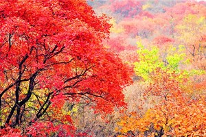 【特价68】周三/四/六/周日1日游︱年度最热红叶观赏区+坡峰岭+玉虚宫+鹰嘴涯+红叶观景台+红色疯狂一日游