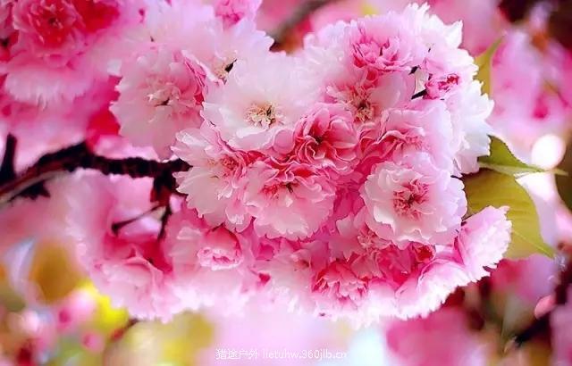 640_wx_fmt=jpeg&tp=webp&wxfrom=5&wx_lazy=1.webp (2).jpg