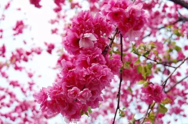 640_wx_fmt=jpeg&tp=webp&wxfrom=5&wx_lazy=1.webp (1).jpg