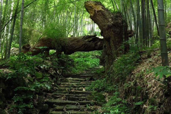 【上青古道】徒步寻找真假若兰寺，在竹林幽幽中圆绿野仙踪的梦
