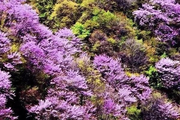 【紫荆花开】4月15日 太平峪西寺沟穿越管平踏春赏漫山紫荆花