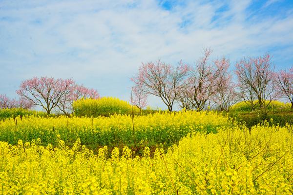 【休闲摄影】 3月11日“湖北小婺源”看梯田油菜花海  登桃花寨赏十里桃花